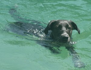 Paul schwimmt im see.jpg