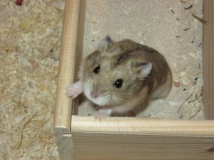 Hauptsächlich Krümel 013.JPG