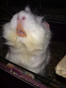 HÃ¤schen 015 (480x640).jpg