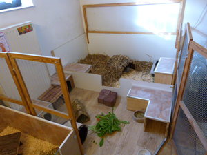 Havanna + Kaninchen + Meerlis 004.JPG