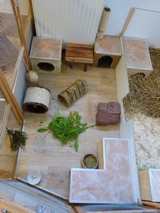 Havanna + Kaninchen + Meerlis 005.JPG