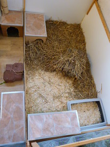 Havanna + Kaninchen + Meerlis 006.JPG