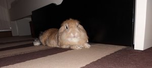 CIMG3040 - Kopie.JPG