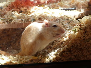 VG Grace & Ada 028.JPG