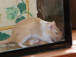 VG Grace & Ada 036.JPG