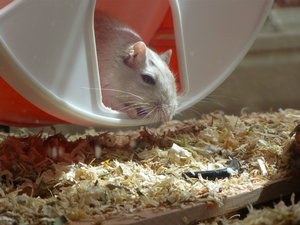 VG Grace & Ada 043.JPG