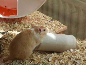 VG Grace & Ada 038.JPG