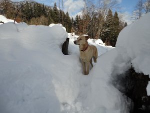 Buddy im Schnee.jpg