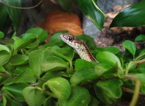 Tf NextTopPet Flecki 10.JPG