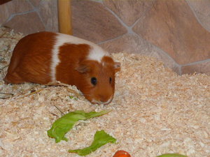 VG Freddy, Gipsy & Buffy 002.JPG