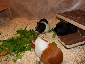 VG Freddy, Gipsy & Buffy 006.JPG