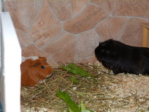 VG Freddy, Gipsy & Buffy 009.JPG