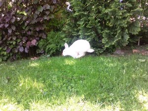 Ich bin doch kein Kaninchen. Ich bin das schnellste Landtier, nämlich ein Gepard.jpg