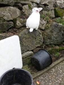 Ich bin doch kein Kaninchen. Ich bin ein Steinbock.jpg