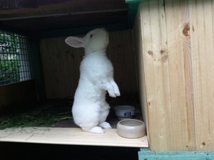 Ich bin doch kein Kaninchen. Ich bin ein edler steigender Lippizaner.jpg