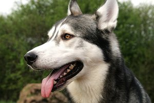 aIMG_5753 - Kopie.jpg