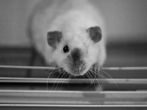 bärchen.jpg bärchen.jpg