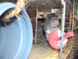 neue bilder juli 407.JPG