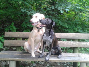 Hunde auf der Bank.jpg