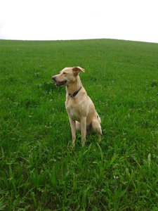 Buddy in der Wiese.jpg