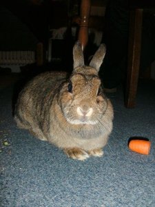 Feline2KB.jpg Feline2KB.jpg