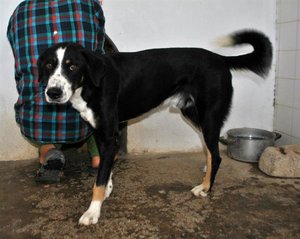 Benni 1,5 Jahre (Mittel).jpg