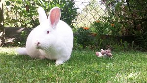 Blizzy und der große böse wolf.jpg