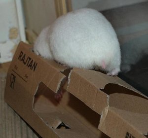 neues Spielzeug2.jpg