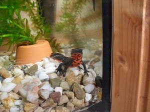 Cynops Orientalis 1.JPG