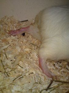 DSC01578 (480x640).jpg