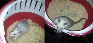 Husky&Schmutznase.jpg Husky&Schmutznase.jpg