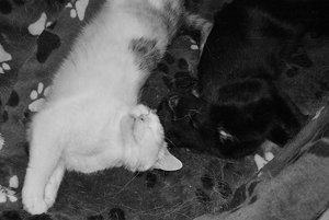 aIMG_0179 - Kopie.jpg