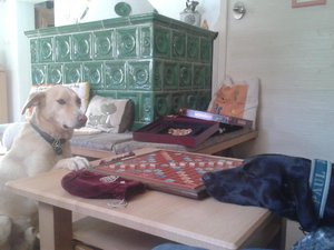 Meine schlauen Hunde XD.jpg