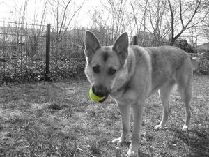 CIMG3495 (Mittel).JPG