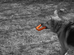 CIMG3504 (Mittel).JPG