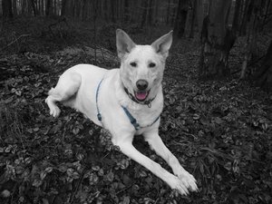 CIMG6567 (Mittel).JPG