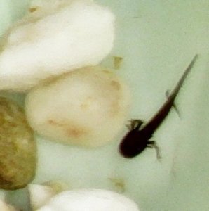 molch 3.JPG molch 3.JPG