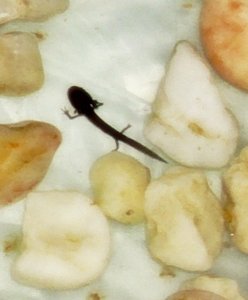 Molch 4.JPG Molch 4.JPG