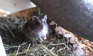 IMAG0060.jpg IMAG0060.jpg