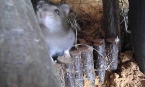 IMAG0061.jpg IMAG0061.jpg