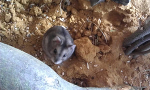 IMAG0062.jpg IMAG0062.jpg