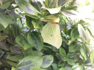 zitronenfalter.jpg