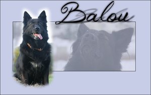 Balou01.jpg