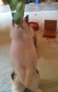 i phone sina 025.JPG