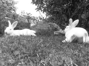 Foto1225_001_001 - Kopie.jpg