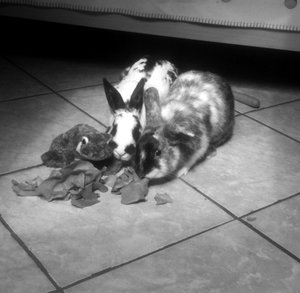 i phone sina 016.JPG