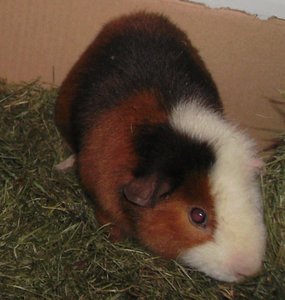 struppelStreusel.JPG struppelStreusel.JPG