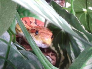 66462669_xl.jpg 66462669_xl.jpg