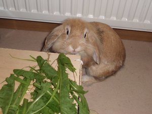 CIMG2936 - Kopie.JPG CIMG2936 - Kopie.JPG