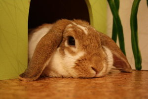 tb tiffy süß.JPG tb tiffy süß.JPG